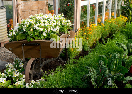 Una carriola piena di begonie bianco in RHS in Gran Bretagna nel display di Bloom a Hampton Court Flower Show 2014 Foto Stock