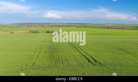 Distesa di ucraini campi agricoli Foto Stock