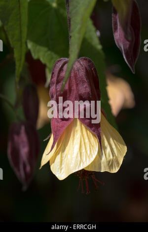 Abutilon - "Kentish Belle' - in piena fioritura Foto Stock