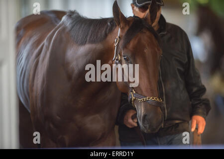 Elmont, New York, Stati Uniti d'America. Il 7 giugno, 2015. Juan Ramirez passeggiate 2015 Belmont Stakes e Triple Crown vincitore AMERICAN PHAROAH, addestrati da BOB BAFFERT, Belmont Park, domenica 7 giugno, 2015. Credito: Bryan Smith/ZUMA filo/Alamy Live News Foto Stock