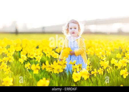 Bella la parentesi toddler ragazza in un abito blu a giocare in un campo di giallo daffodil fiori su un soleggiato serata estiva Foto Stock