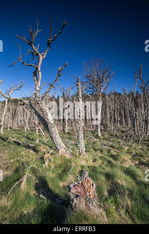 Foresta morto a Buckie Loch da Culbin spiaggia di Moray, Scozia. Foto Stock