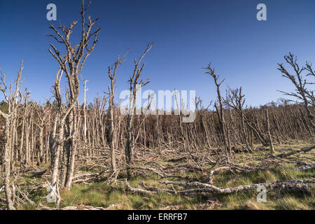 Foresta morto a Buckie Loch da Culbin spiaggia di Moray, Scozia. Foto Stock