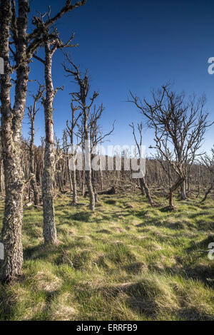 Foresta morto a Buckie Loch da Culbin spiaggia di Moray, Scozia. Foto Stock