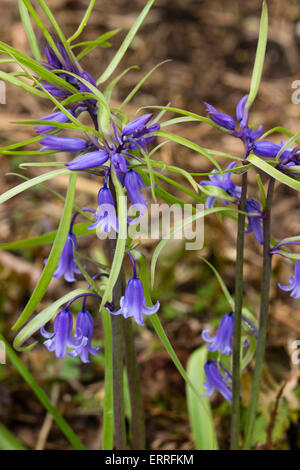 Bracteate inusuale forma del Regno Unito bluebell nativo, Hyacinthoides non scriptus, ha foglie che cresce dal gambo di fiore Foto Stock