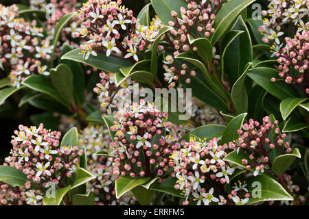 Profumi di fiori di primavera del compact evergreen, Skimmia japonica "Ruby" Dome Foto Stock