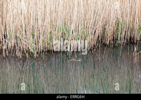 Erba alta dal bordo dello stagno Foto Stock