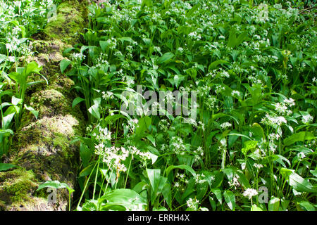 Allium ursinum - noto come ramsons, buckrams, aglio selvatico, di latifoglie, aglio Aglio in legno, portano il porro o l'aglio orsino Foto Stock