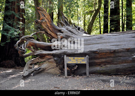 Caduto coast redwood tree, Big Basin Redwoods State Park, California Foto Stock