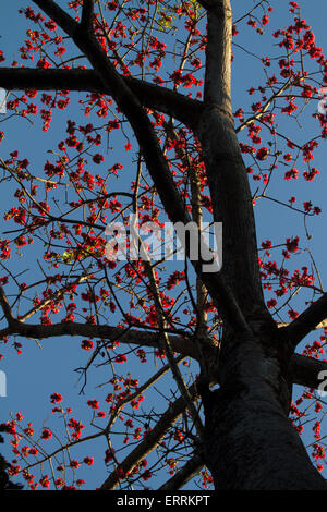 Comune di fioritura Coral Tree Foto Stock