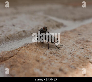 Piccolo grigio carne Fly II - Amobia sp. Foto Stock