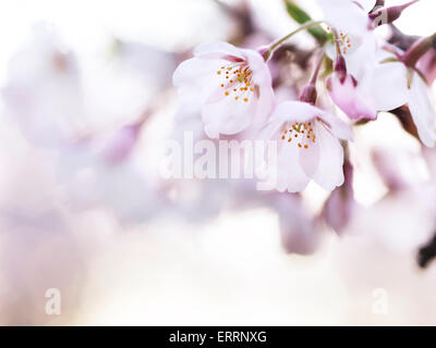Di un bel colore rosa fiori di ciliegio closeup di fiori con artistico sfondo sfocato illuminata con luce del sole di mattina Foto Stock