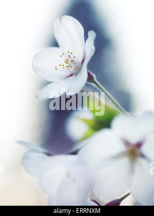 Primo piano della sakura, bellissimi fiori bianchi di giapponese di fiori di ciliegio Foto Stock