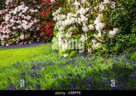 Rododendri e bluebells nei boschi della struttura Bowood Station Wagon nel Wiltshire. Foto Stock