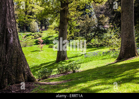 Il Giubileo giardino nei boschi della struttura Bowood Station Wagon nel Wiltshire. Foto Stock