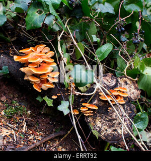 Staffa funghi che crescono su di un registro di decadimento, Avon Gorge, Bristol, Inghilterra, Regno Unito. Foto Stock