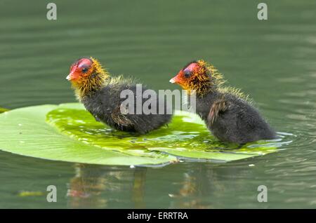 Eurasian coot pollo Foto Stock