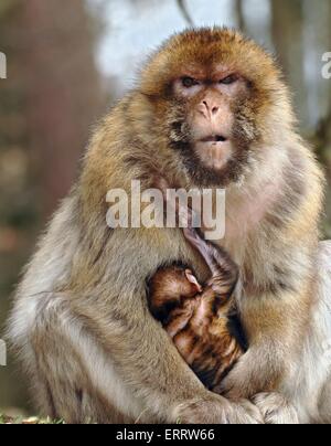 scimmia di Barbary Foto Stock