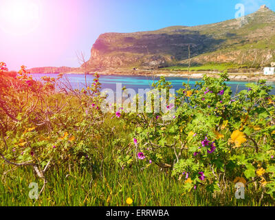 Fiori di Primavera sulle scogliere del Mare Mediterraneo Foto Stock