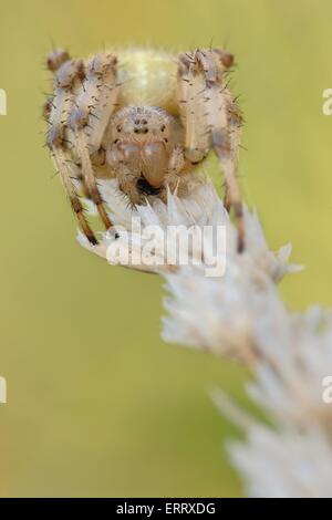 Quattro-spotted cross spider Foto Stock