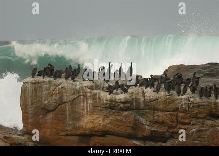 Cormorano del capo Foto Stock