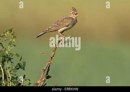 Lodola comune Foto Stock