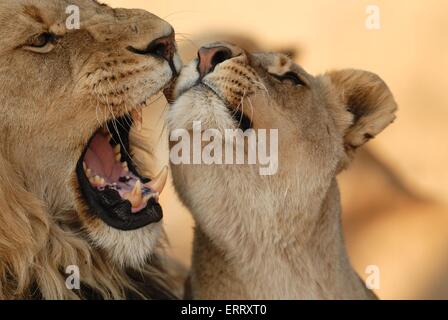 Lions Foto Stock