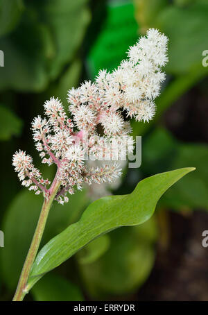 Falso di Salomone guarnizione - Maianthemum racemosum nativo della North American Boschi Foto Stock