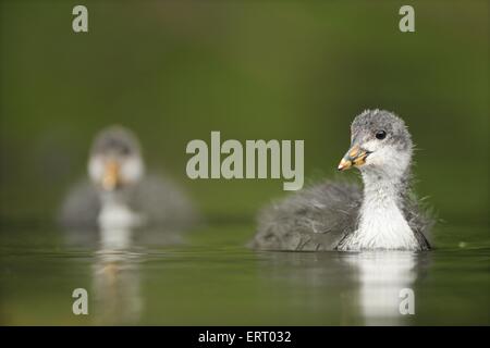 Eurasian coot nero Foto Stock