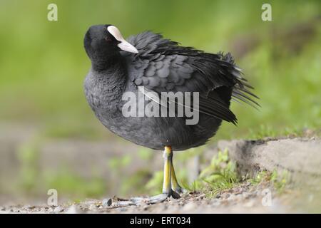 Eurasian coot nero Foto Stock