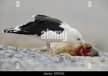 Grande nero-backed gull Foto Stock