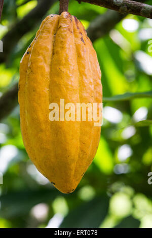 Colpo verticale di un maturo giallo pod di cacao a Mindo, Ecuador Foto Stock