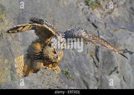 Gufo reale Foto Stock