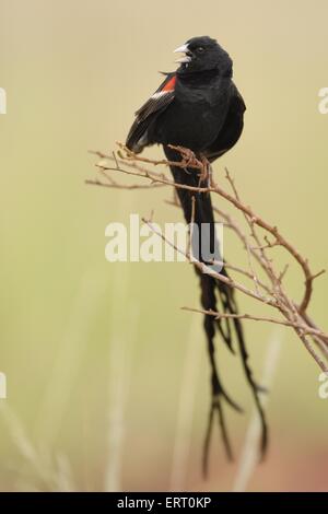 Long-tailed vedova Foto Stock