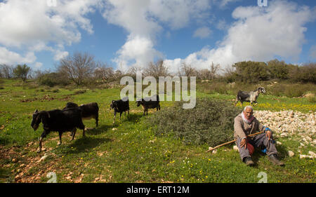 Il vecchio pastore fuori nei campi con le sue capre. Fotografato in Israele Foto Stock