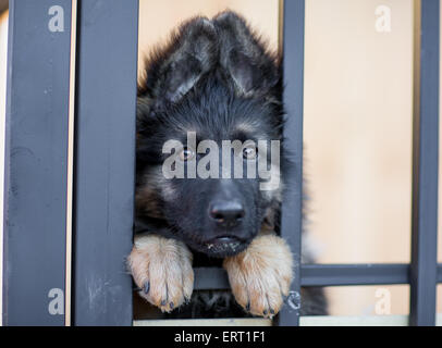 Molto triste cucciolo in gabbia di ricovero Foto Stock