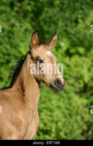 Puledro di Paso Fino Foto Stock
