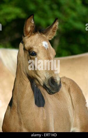 Puledro di Paso Fino Foto Stock