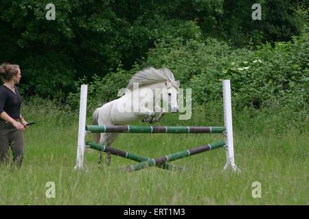 pony di salto Foto Stock