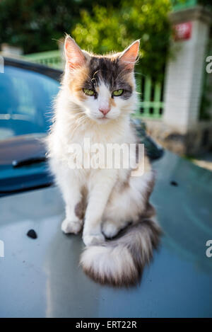 Gatto seduto su una vettura, Praga, Repubblica Ceca Foto Stock