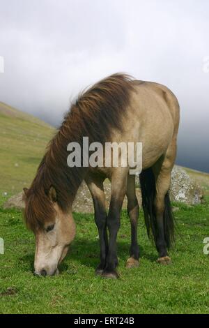 Pascolo cavalli islandesi Foto Stock