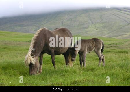 cavalla con puledro Foto Stock