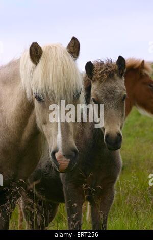 cavalla con puledro Foto Stock