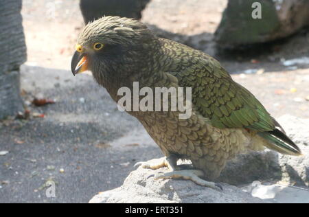 Coppia Nuova Zelanda Kea bird (Nestor notabilis) Foto Stock