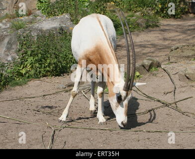 Saharan Scimitar Oryx o Scimitar-cornuto oryx ( Oryx dammah) a Amsterdam Artis Zoo (estinto nel selvaggio) Foto Stock