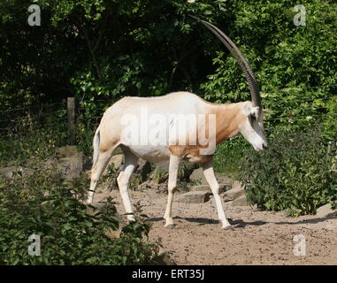 Saharan Scimitar Oryx o Scimitar-cornuto oryx ( Oryx dammah)m walking passato Foto Stock