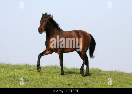 Mangalarga Marchador Foto Stock