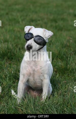 Cane a nuotare gli occhiali di protezione Foto Stock