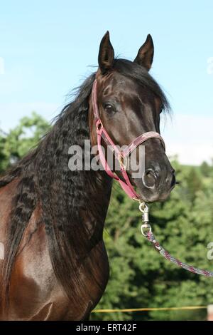 Paso Fino Foto Stock