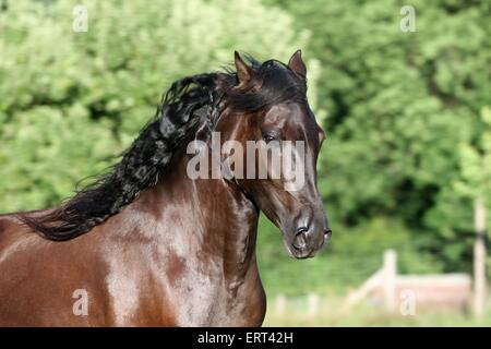 Paso Fino Foto Stock